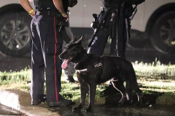 stolen truck brampton man police dog