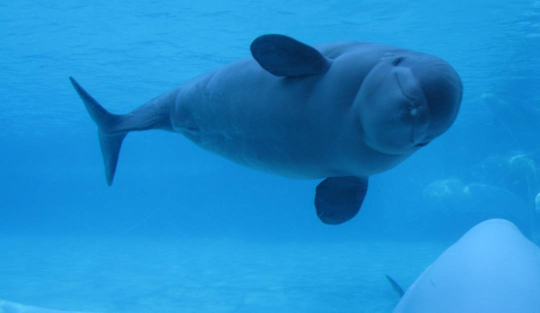 Beluga from Marineland sent to U.S. aquarium dies