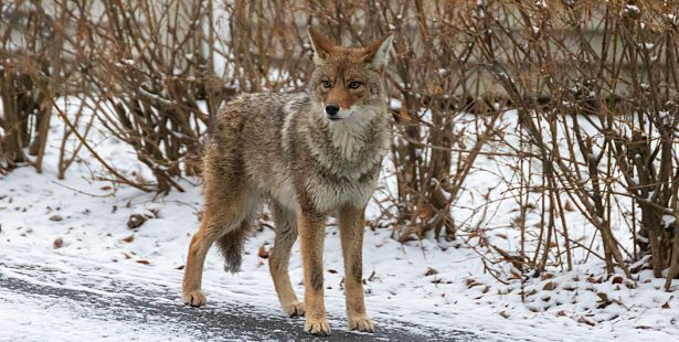 Watch out for young urban coyotes on the move this winter in Brampton