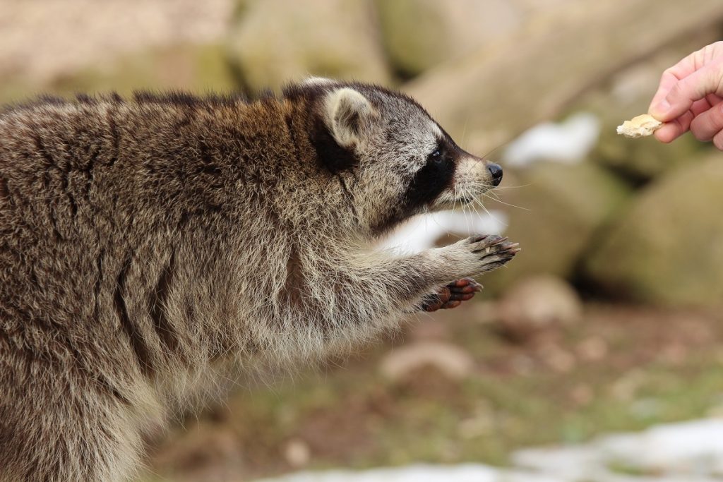 do-not-feed-these-animals-in-mississauga-residents-told-insauga