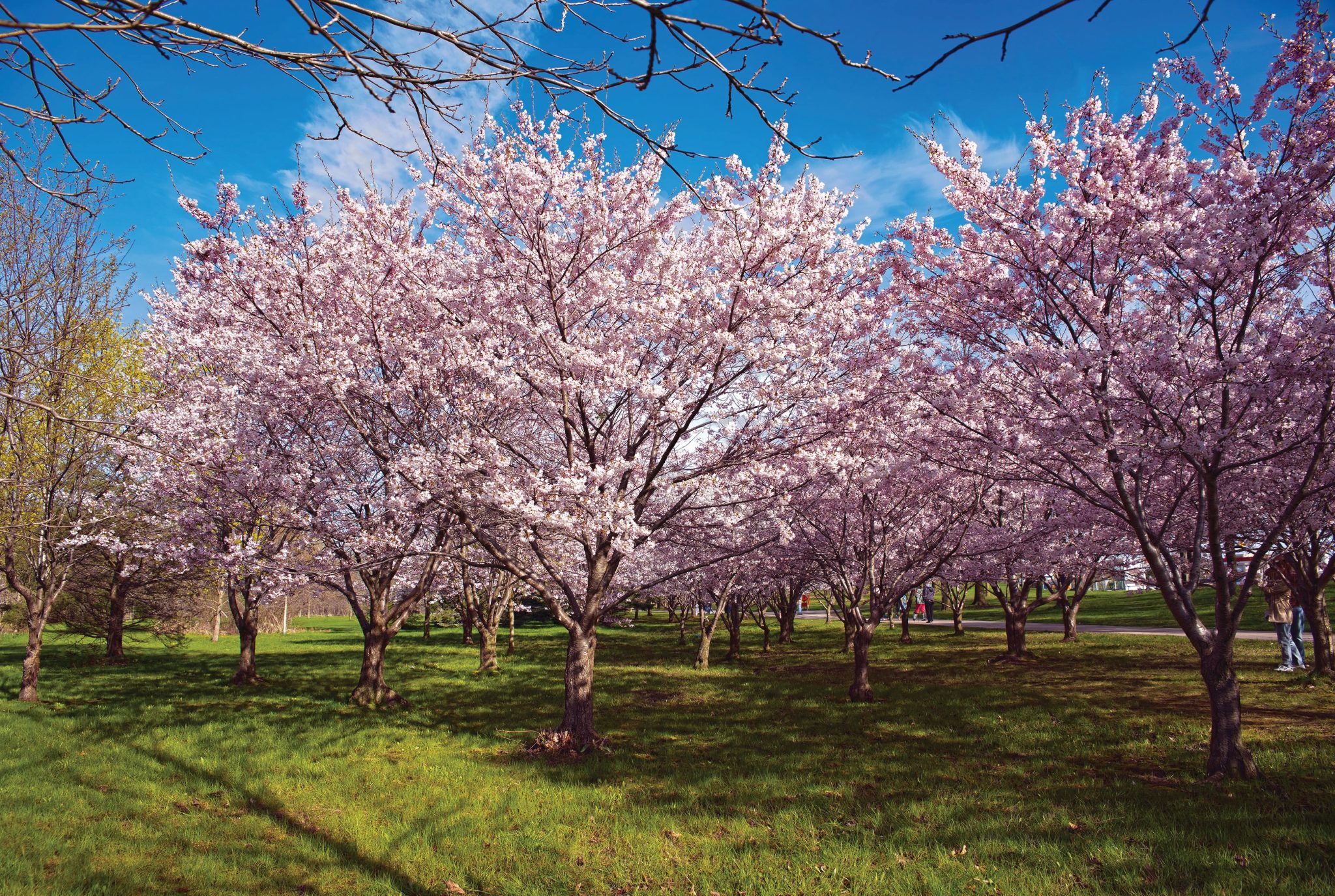 Cherry blossoms bloom could come early in Brampton this year INsauga