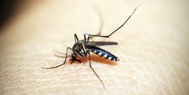West Nile-infected mosquitos found in mississauga