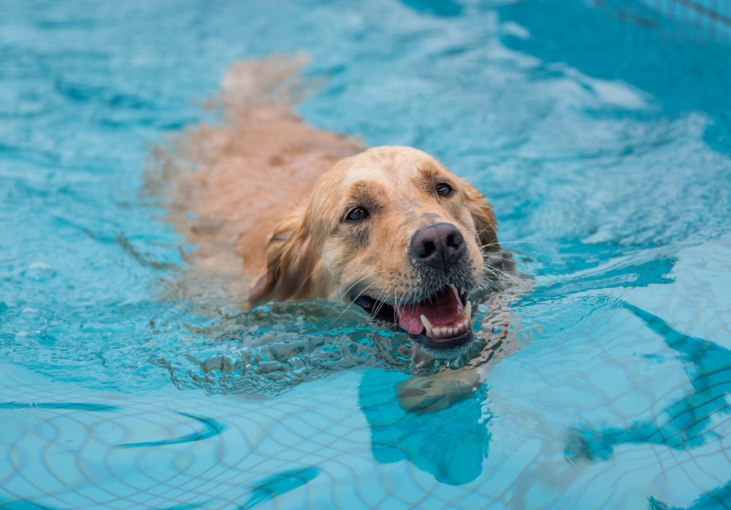 Dogs can swim in 2 Mississauga pools this September | INsauga