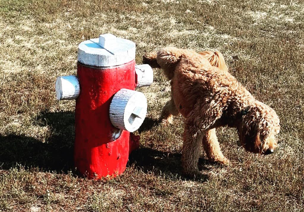 Dogs Enjoy Red Fire Hydrant In Mississauga Park But The City Doesn T   Fire Hydrant Dog Park 1024x715 