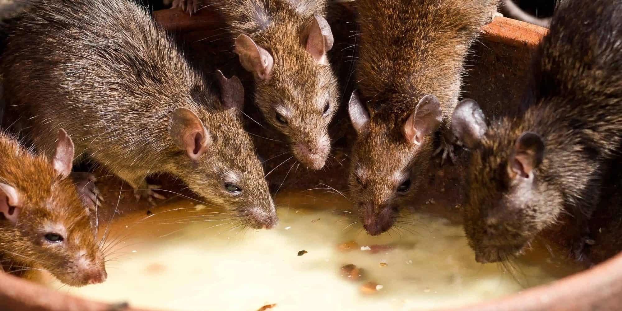 Mississauga has fifth-most rats in all of Canada