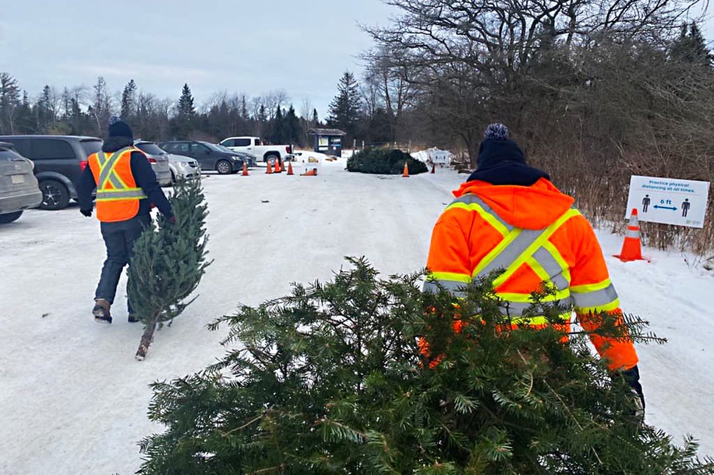 Mississauga and Brampton residents can drop off Christmas trees to help