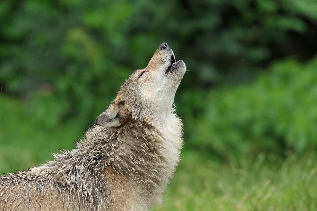 No wolves or 'coywolves' in Mississauga, animal experts say | insauga