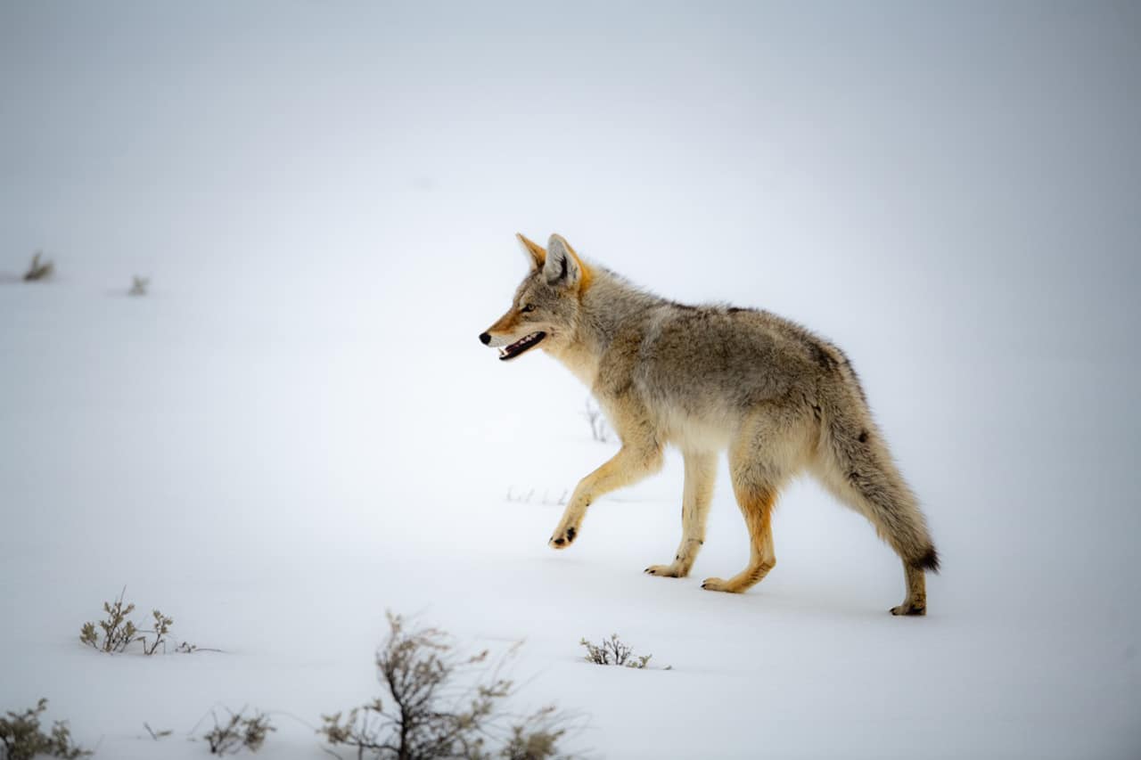 coyote mississauga brampton