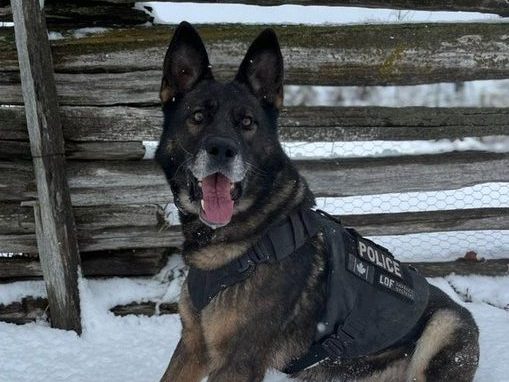 B & E Suspect In Whitby Doesn't Wait To See If K9 Flex's Bite Is Worse ...