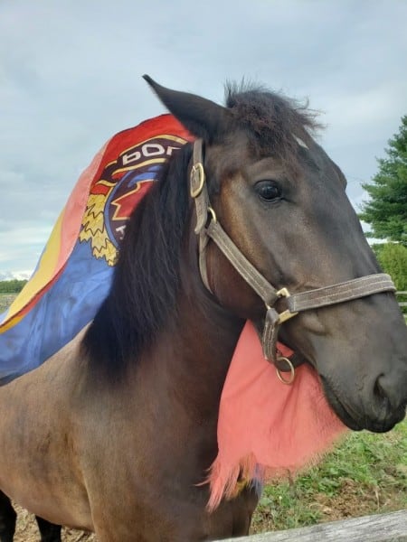 The Hamilton mounted unit's Argyll, a seven-year-old COURTESY HAMILTON POLICE SERVICE