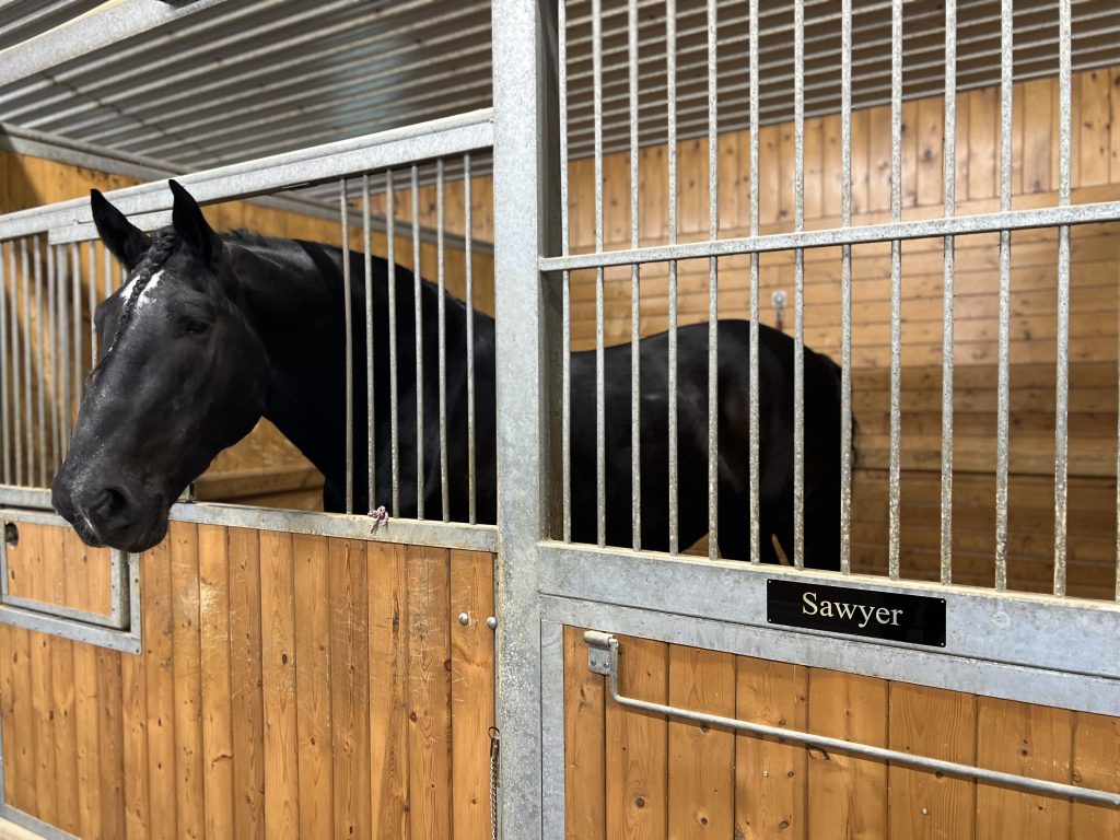 Hamilton mounted police horse Sawyer