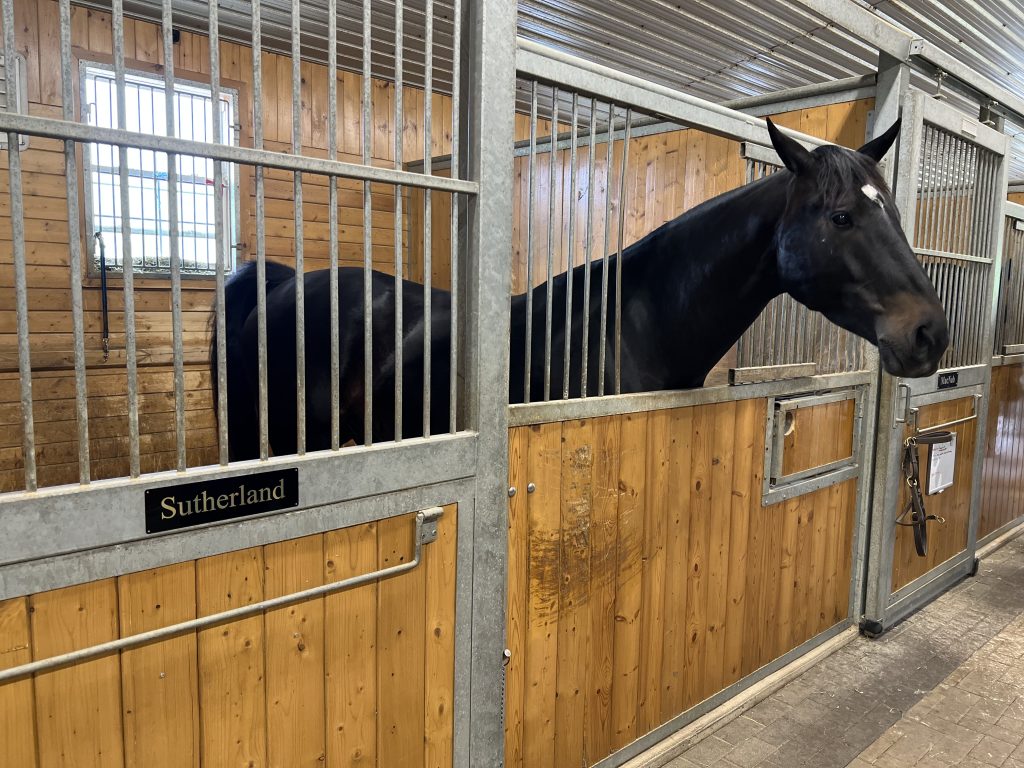 Hamilton mounted police's Sutherland is a five-year-old Percheron thoroughbred cross. COURTESY HAMILTON POLICE SERVICE