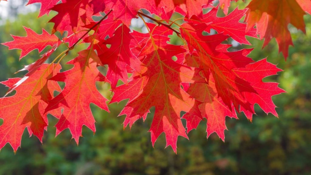 Three cases of fatal tree fungus in Ontario and Niagara has two of them ...