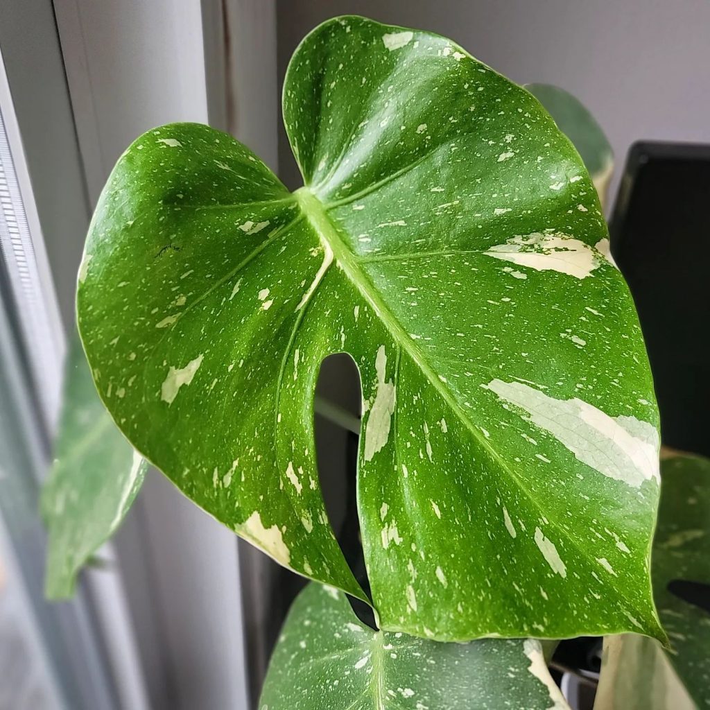 Variegated white bop found at HD for 30$!! Feeling lucky today 🙂 :  r/houseplants