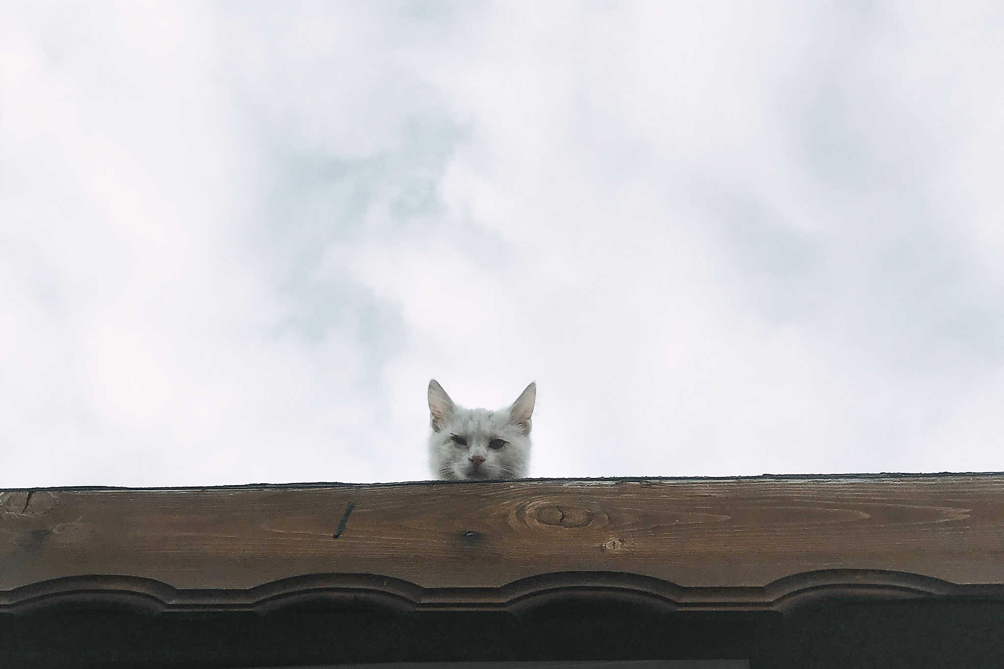 911 call cat on roof