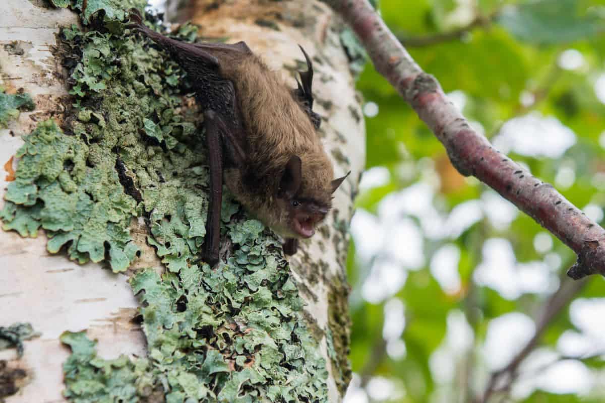 Rabies found in bats in Peel Brampton Mississauga public health warning