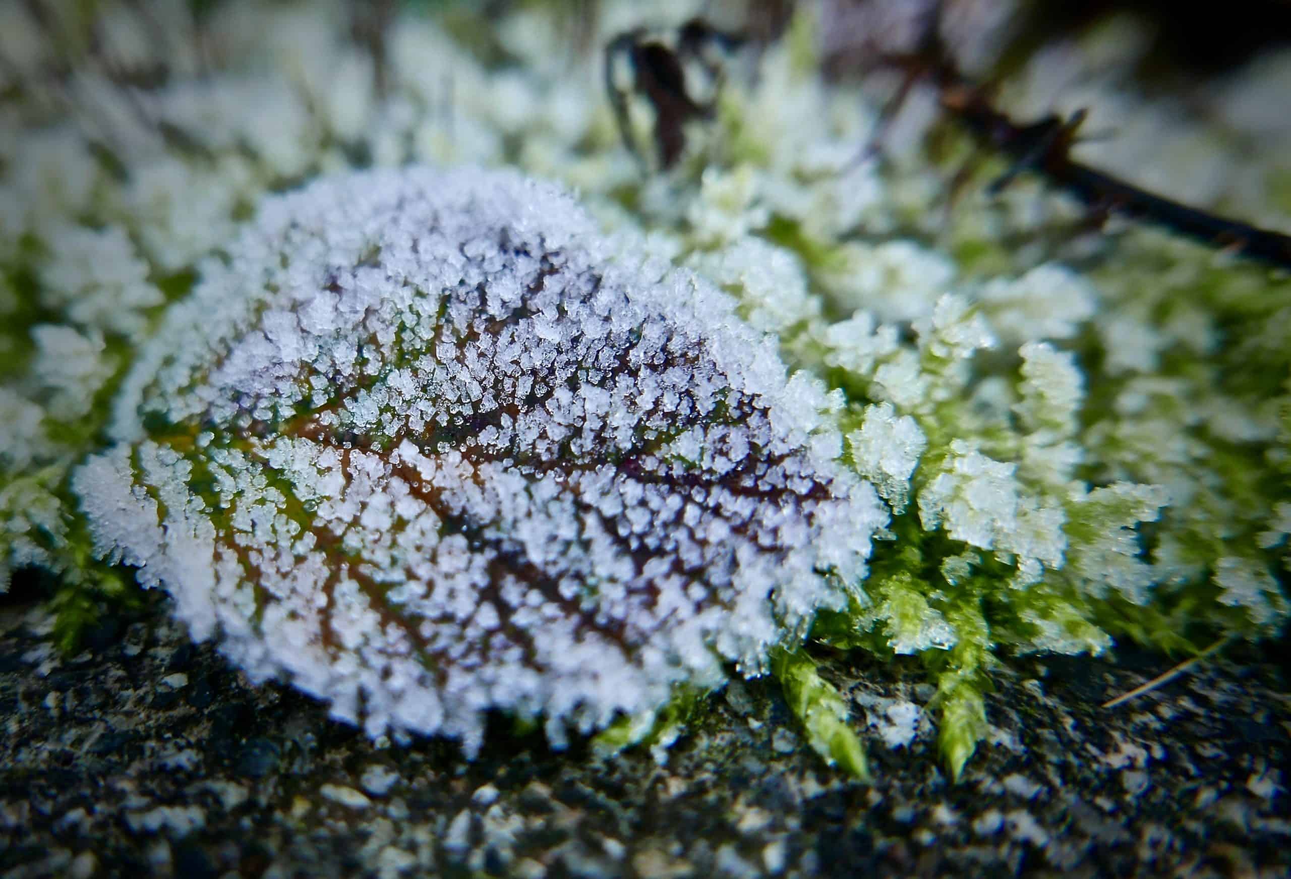 frost advisory ontario