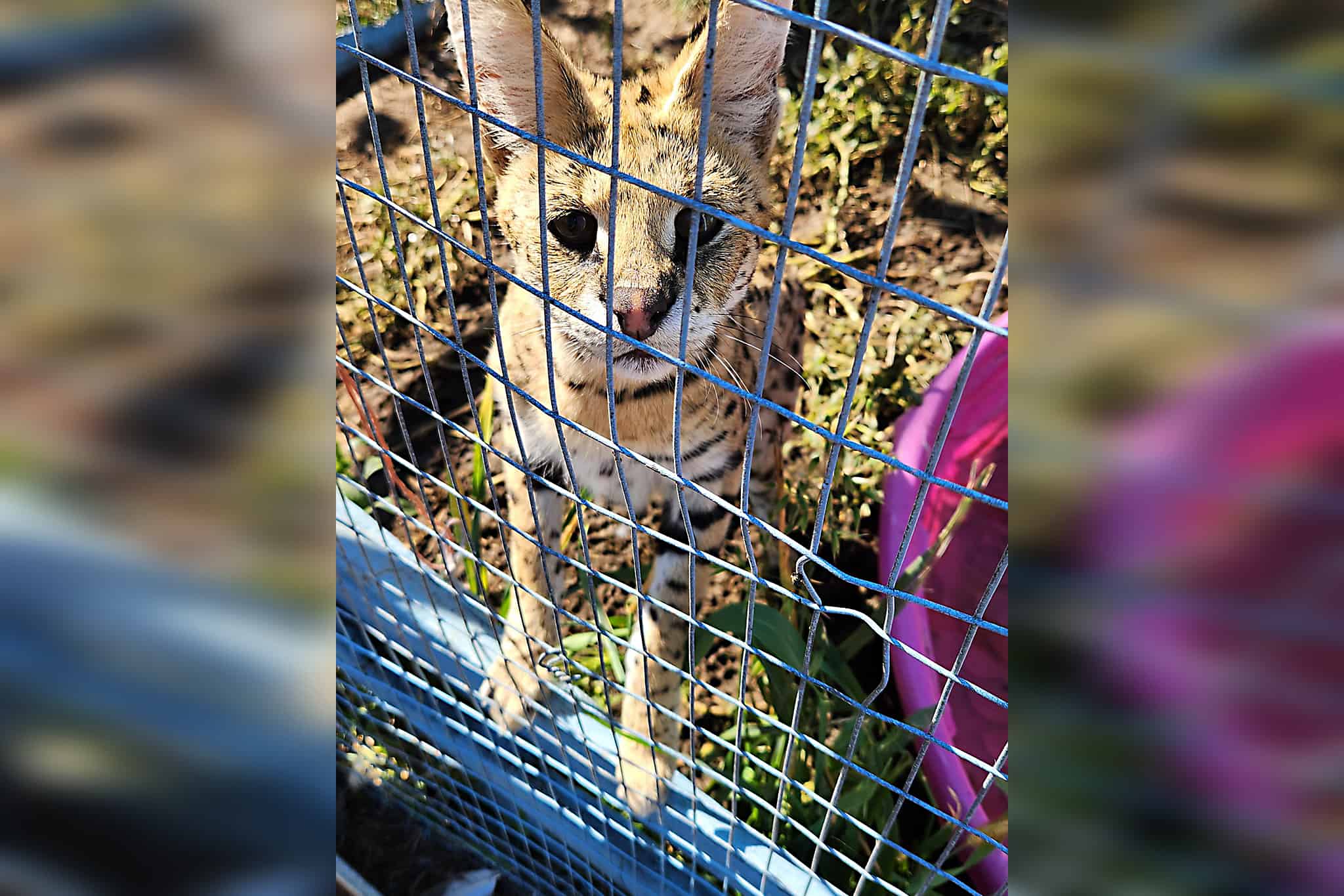 african serval cat escape ontario