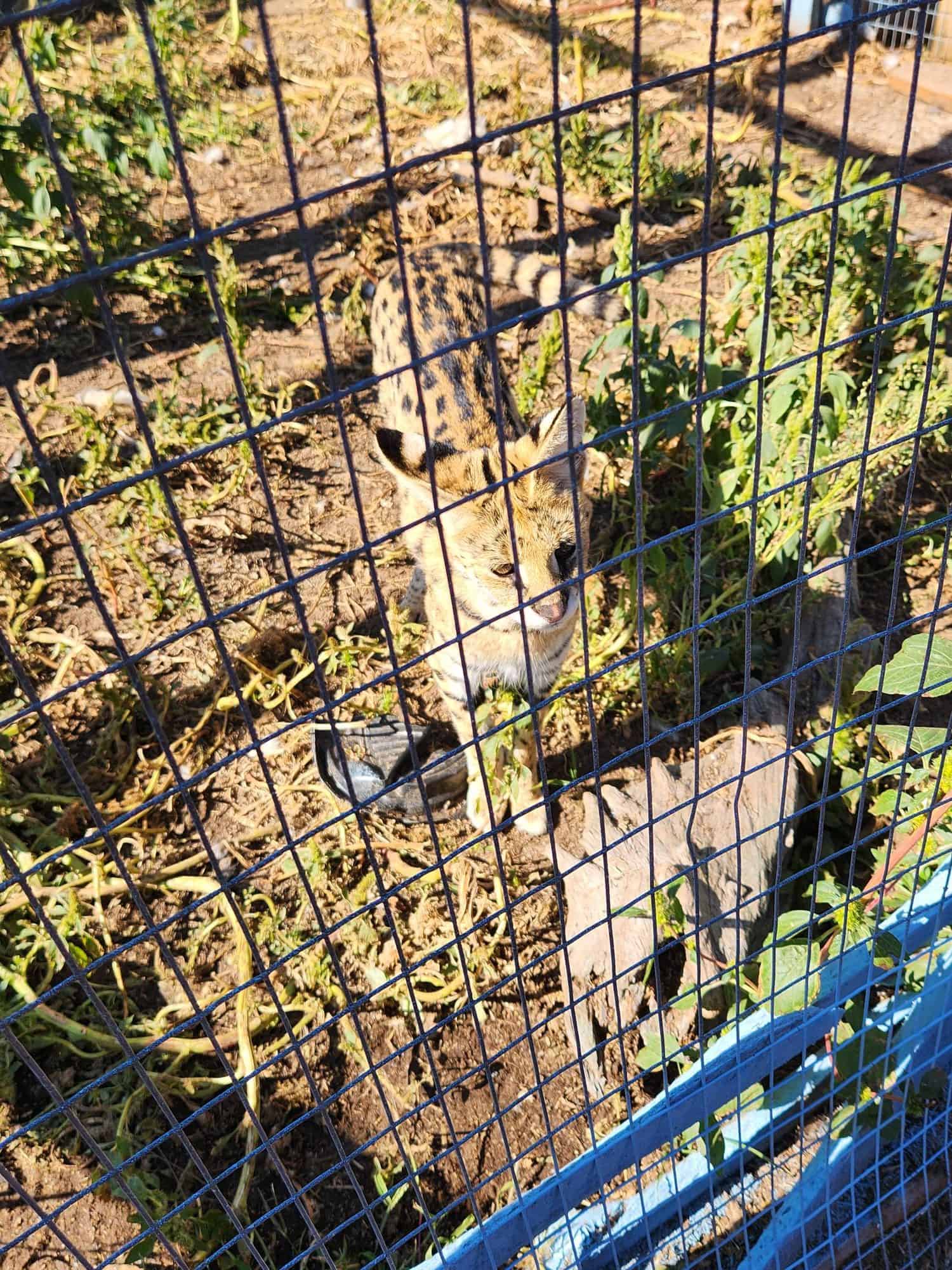 african serval cat escape