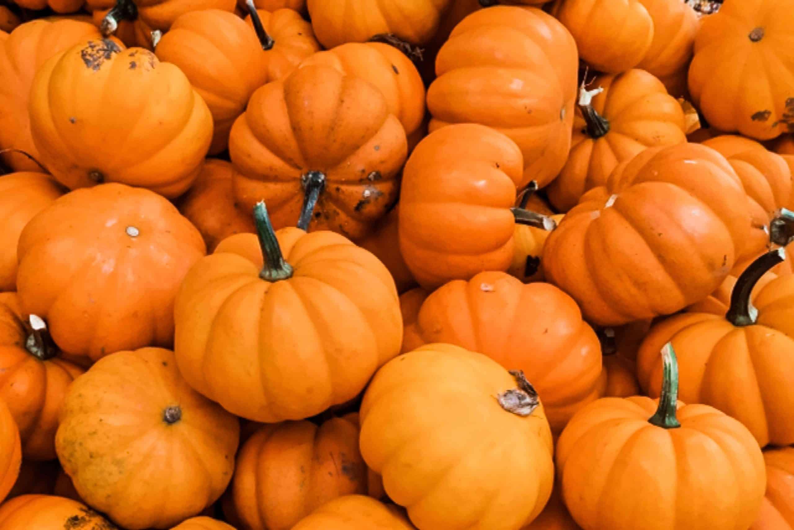 pumpkins thrown overpasses ontario