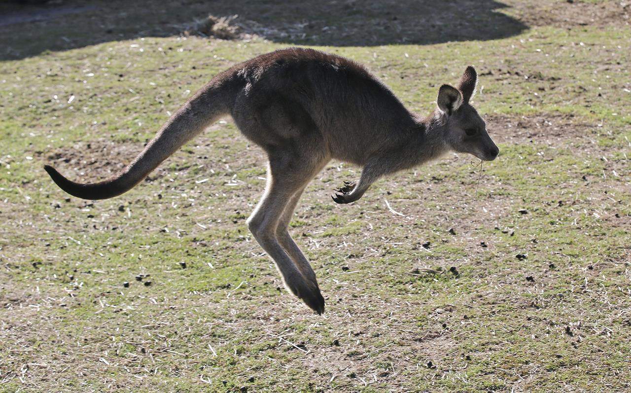 kangaroo on the loose in oshawa ontario