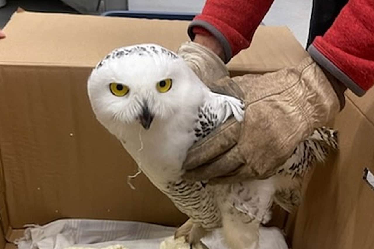 snowy owl rescue ontario