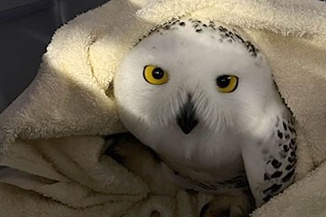 snowy owl rescue ontario