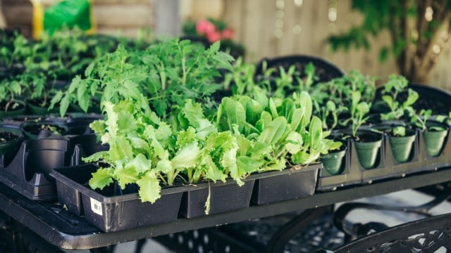 Garden program gives free soil and seeds to Brampton residents