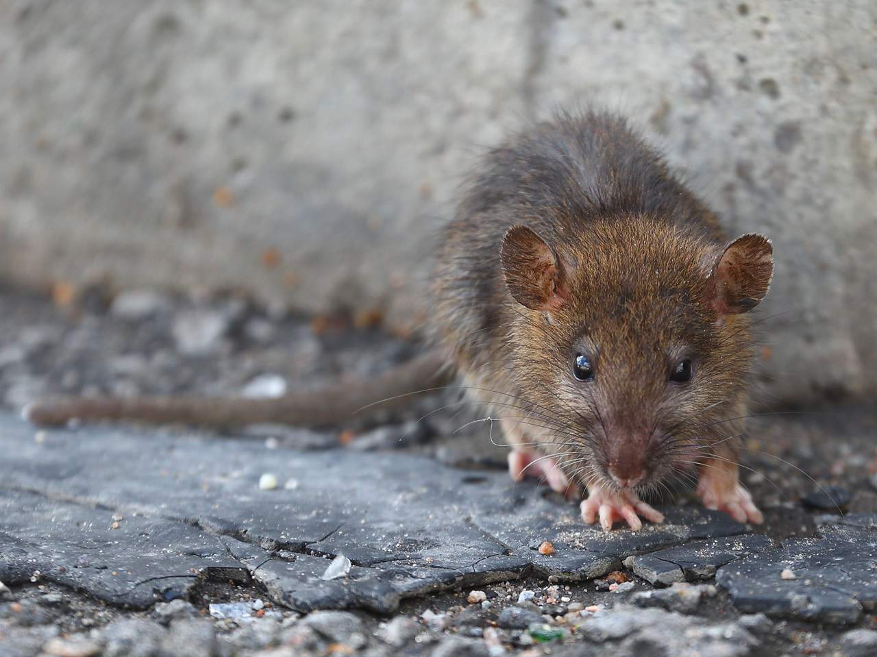 Rat Control Subsidy Program in Mississauga.