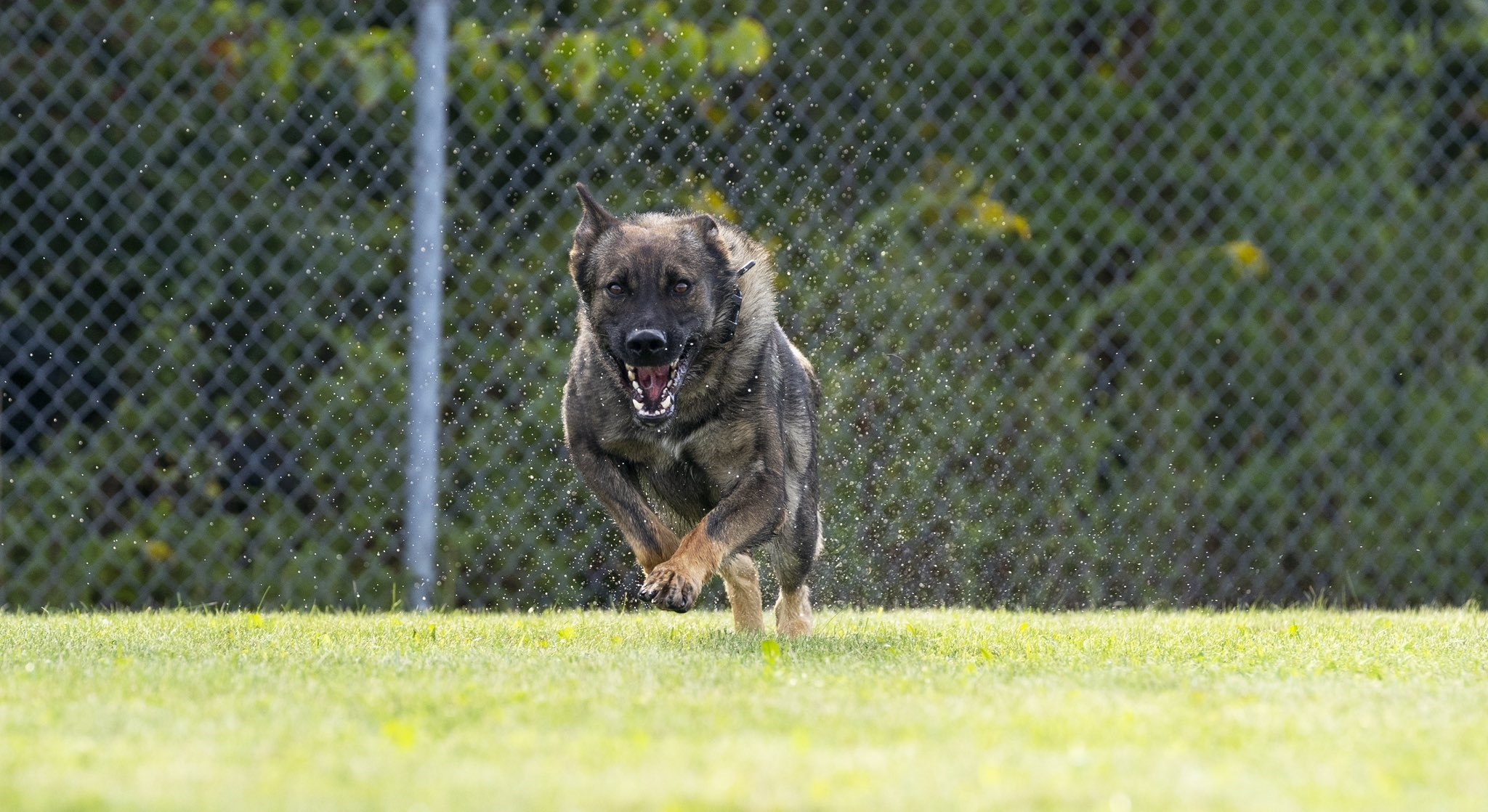 Police dog lays down the law in Mississauga and Brampton