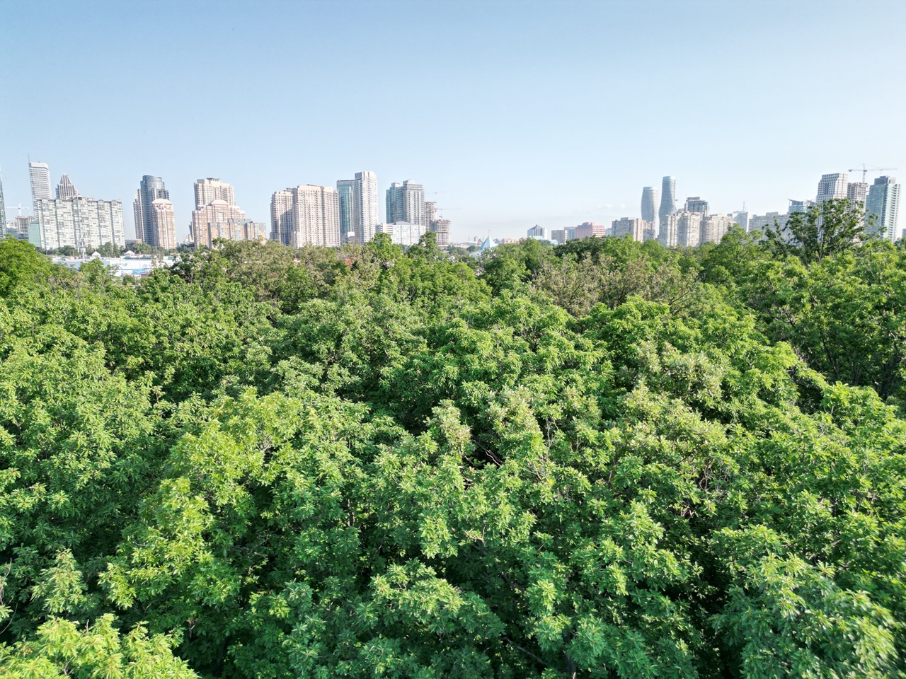 Mississauga and its many trees.