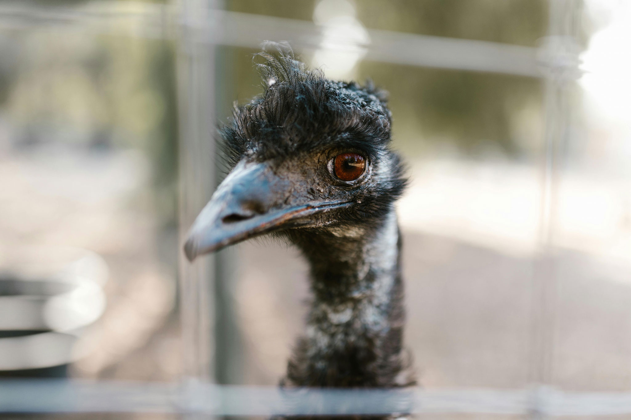 emu killed ontario farm