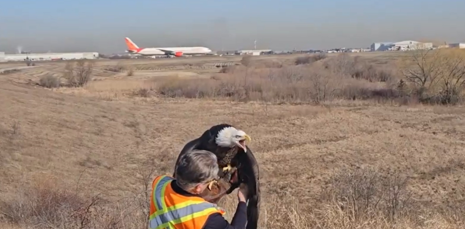 Ivan the bald eagle at Pearson Airport in Mississauga.
