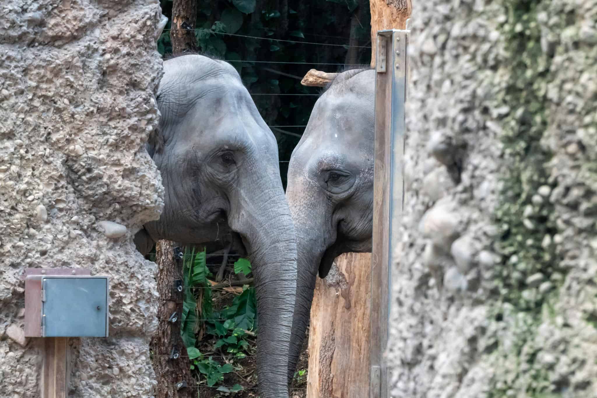 elephants zoo