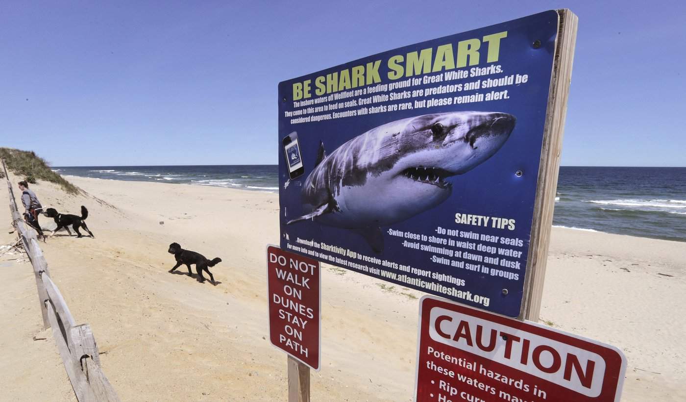 Warning signs of great white sharks in the works for some East Coast beaches