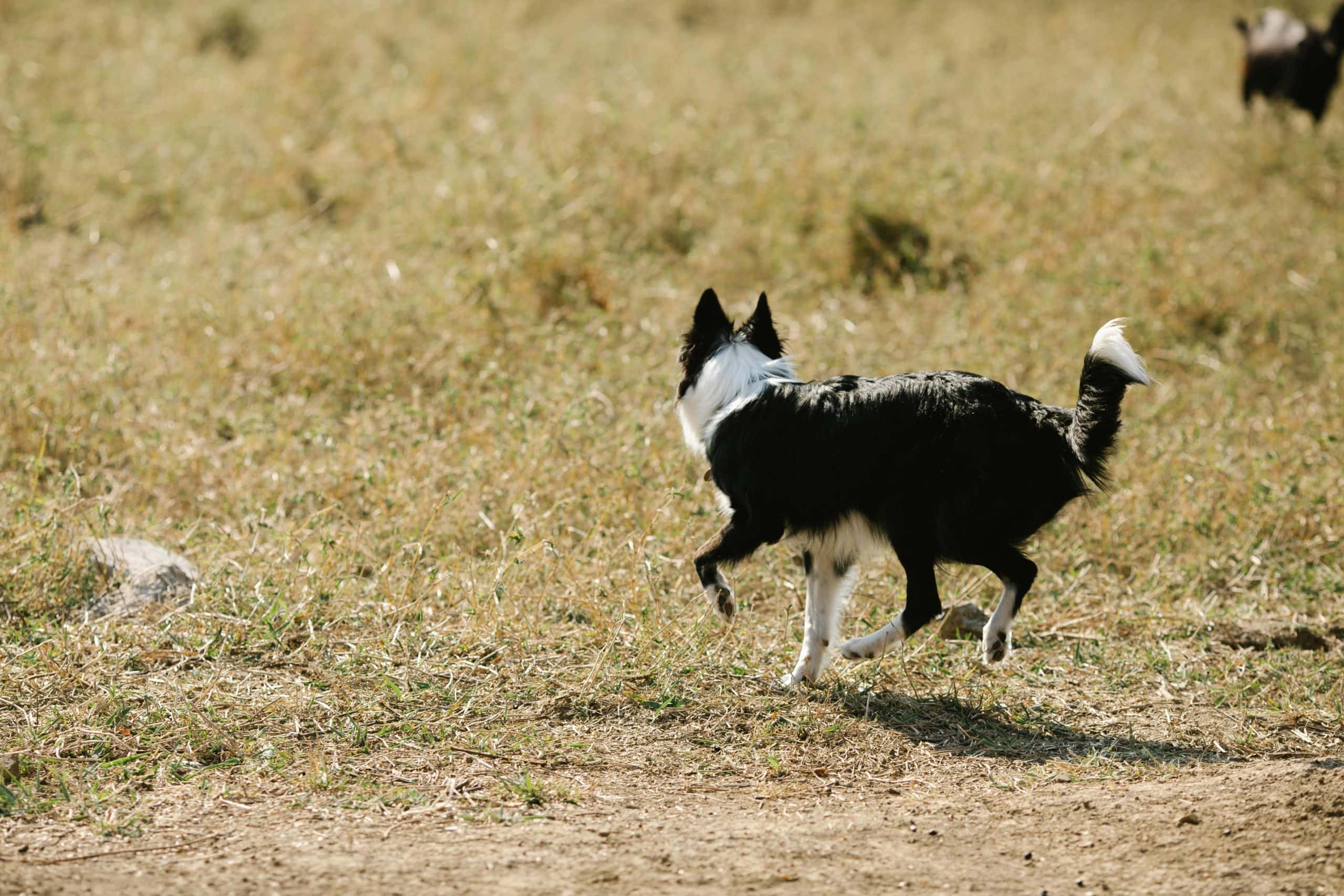 Police investigate dog shooting in York