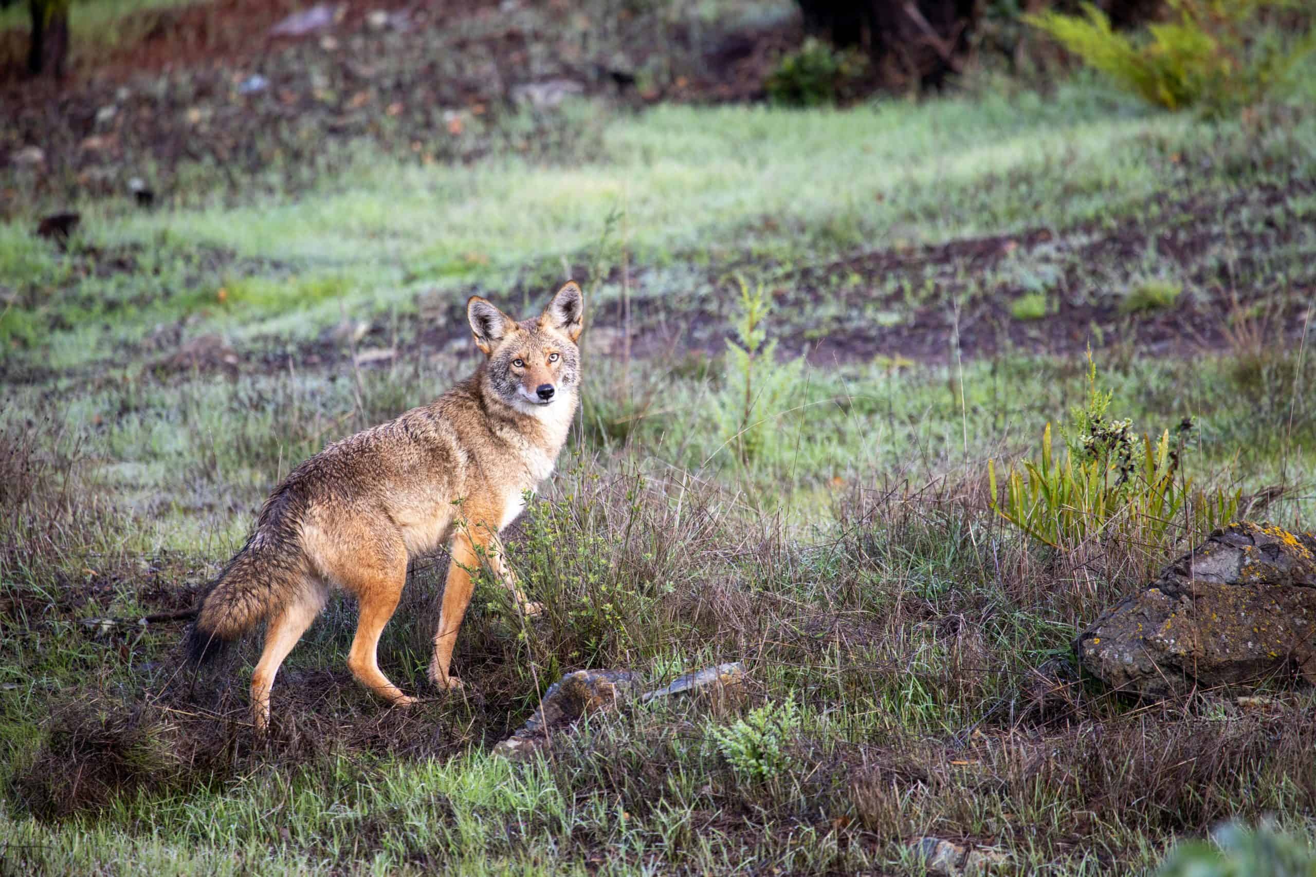 Authorities are asking residents to stop feeding coyotes in Brampton
