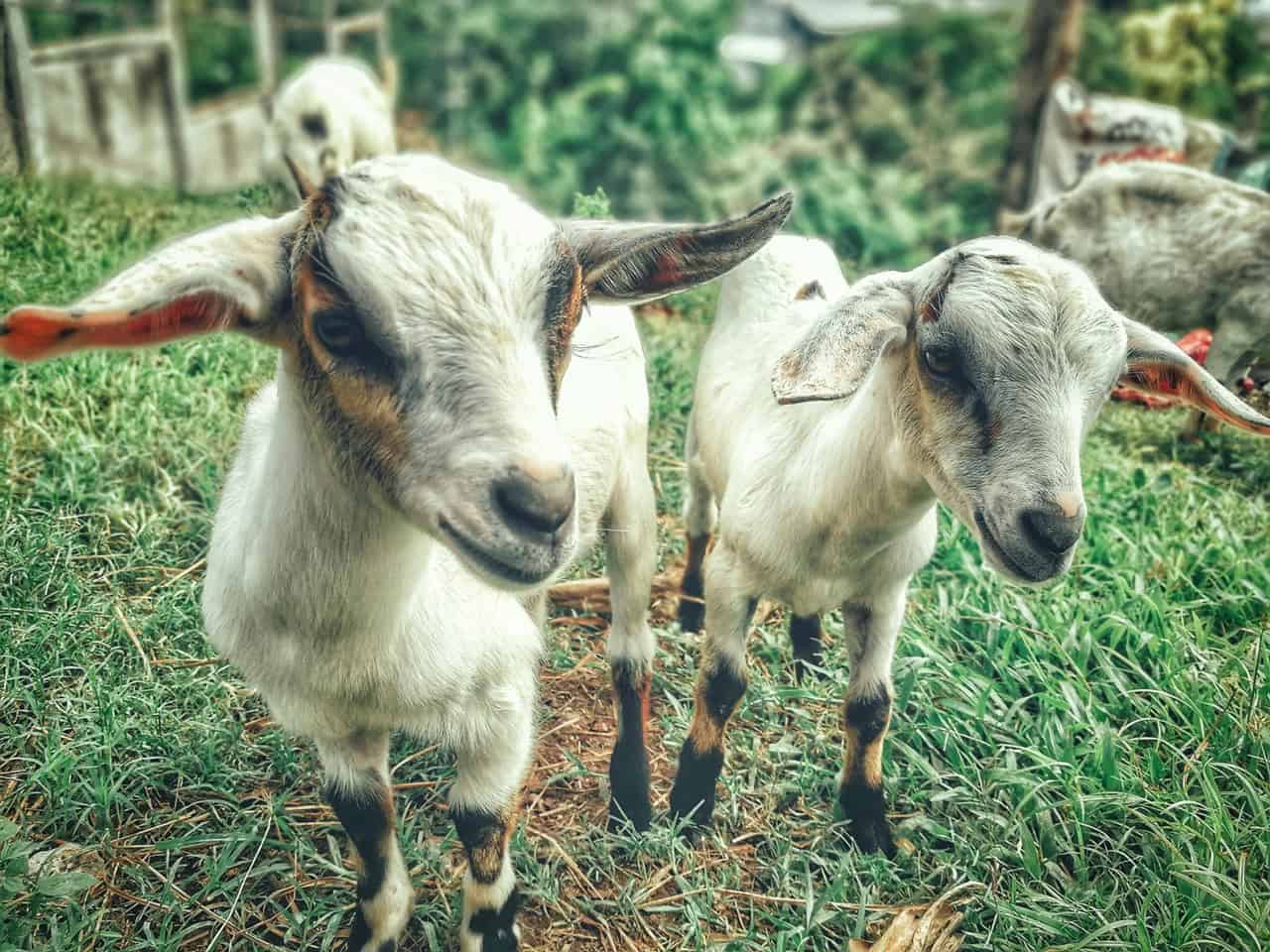 Goats to battle invasive plants in Mississauga.