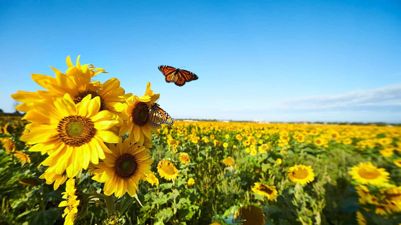 Sunflowers in bloom at Lakeview in Mississauga 2024.