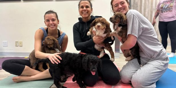 puppy yoga animal shelters ontario oshawa whitby canada