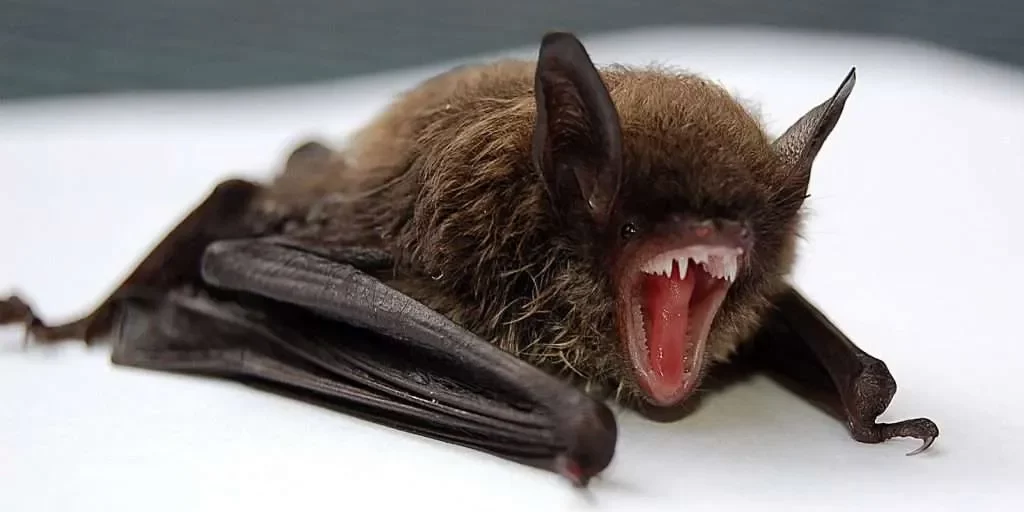 bat rabies burlington halton health department