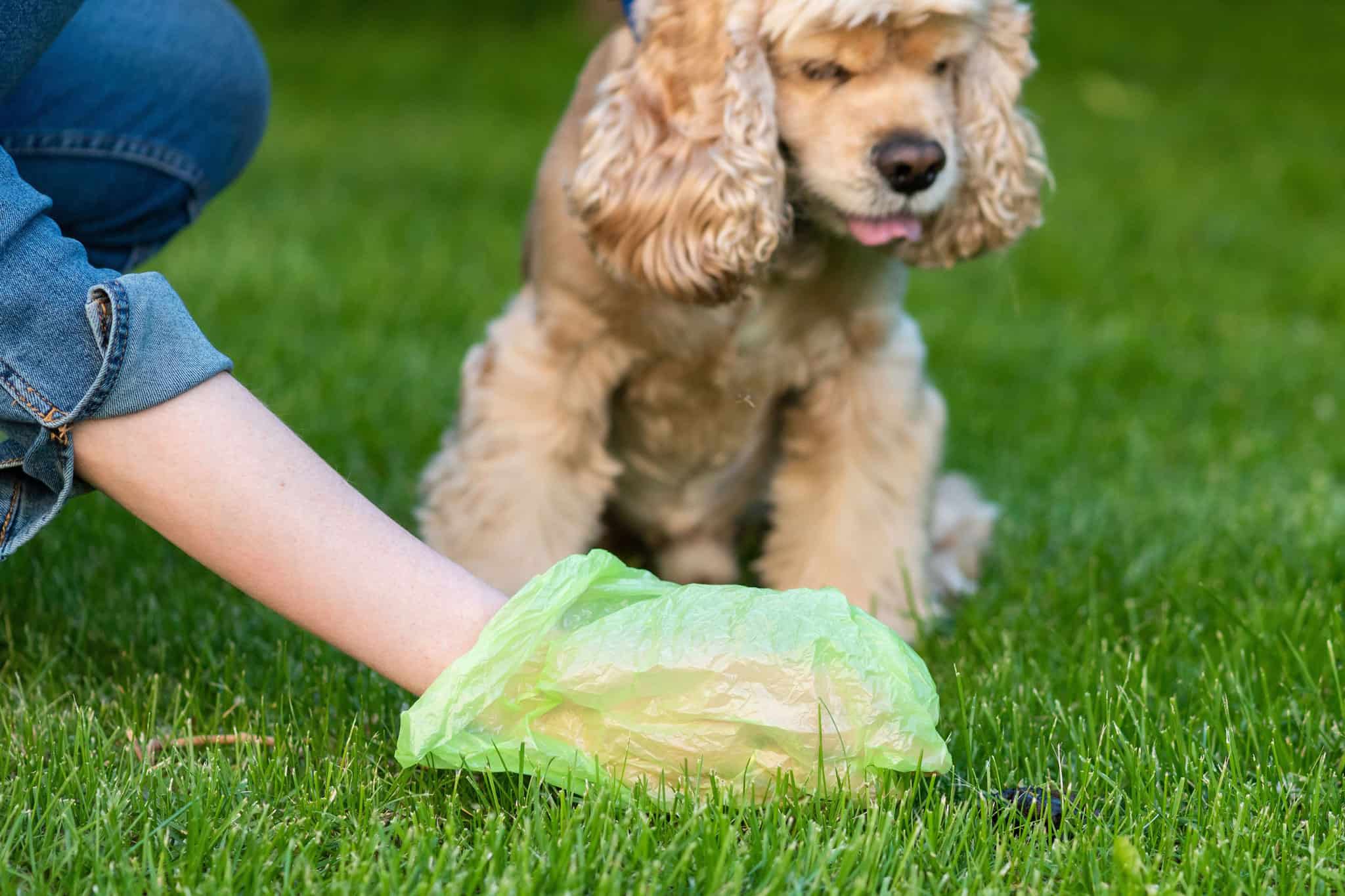 dog poop mississauga