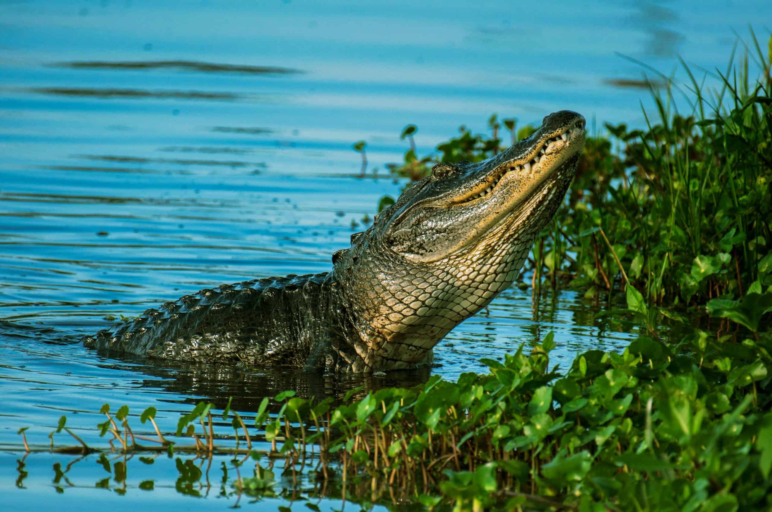 An alligator has been spotted in a lake in southern Ontario