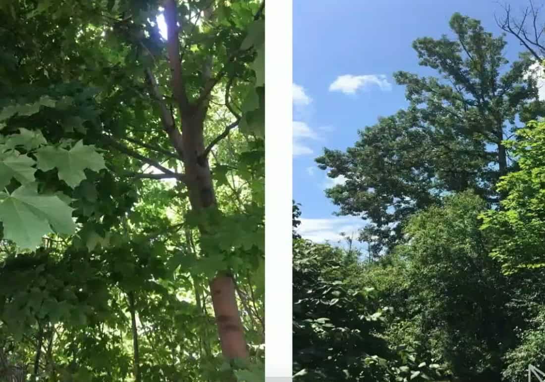 Trees cut down in west Mississauga.