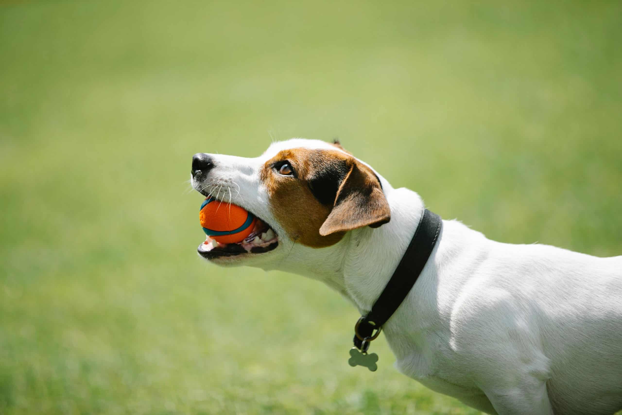 new off leash dog park leash free brampton caledon mississauga