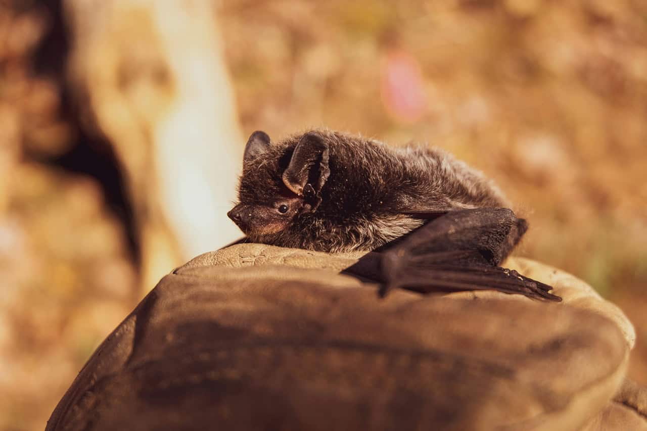 Rabid bats in Mississauga.