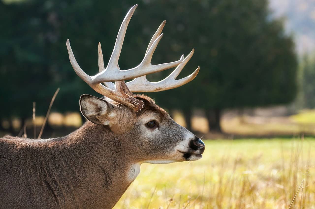 Drivers in Ontario watch out for deer on roads.