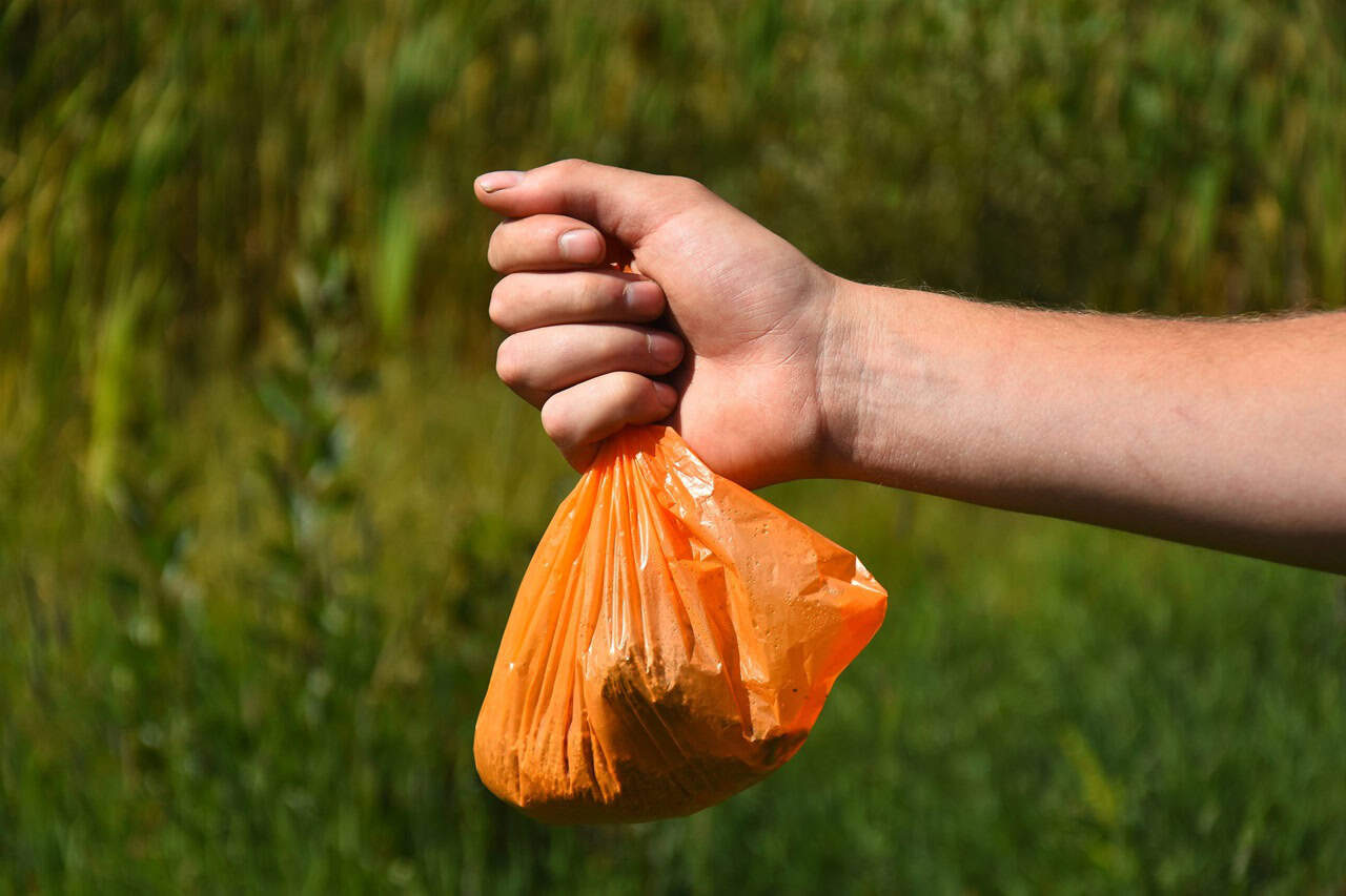 Dog poop in Mississauga making a big mess.