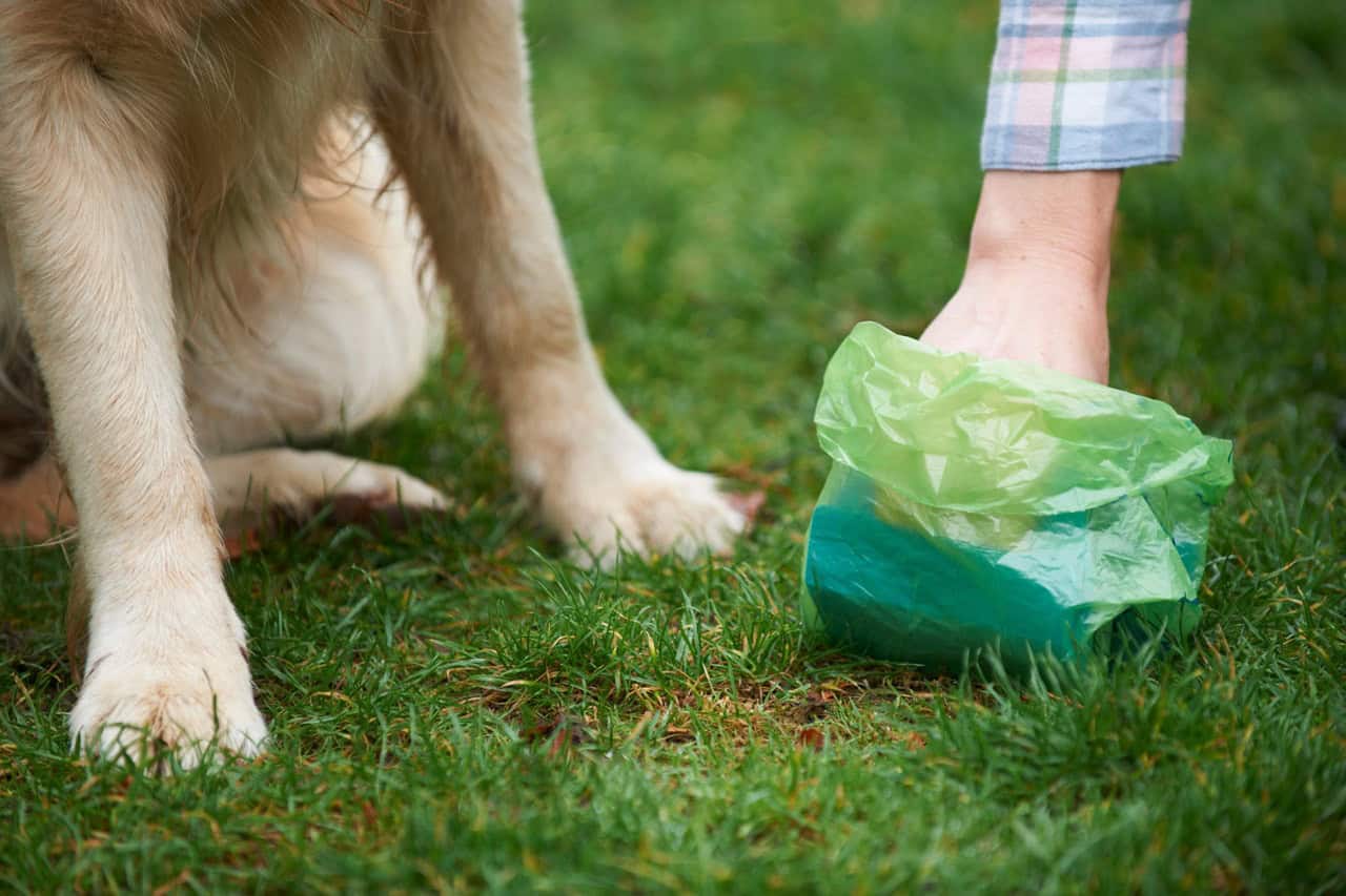 Dog poop in Mississauga still big problem.