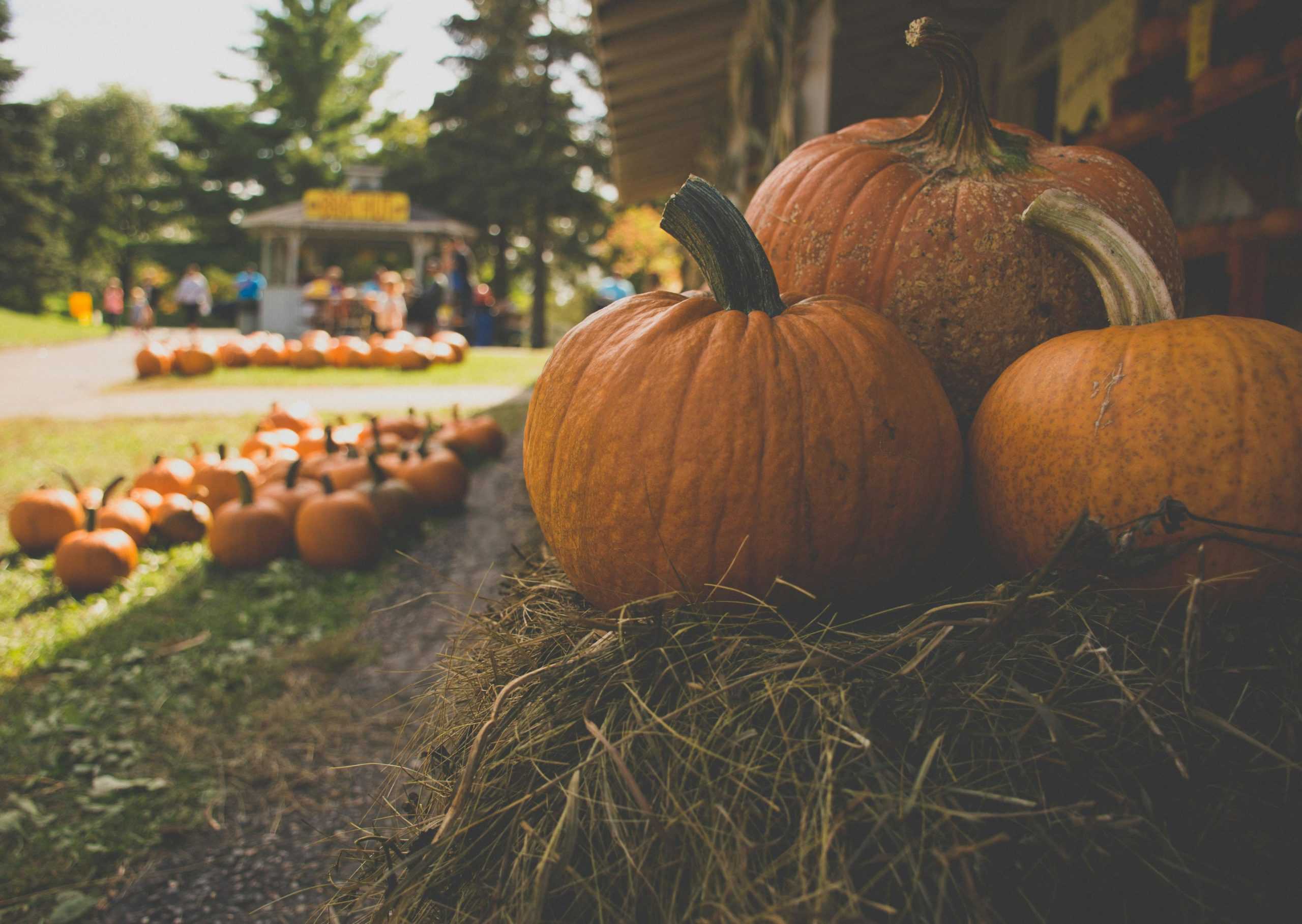 Harvest festival returning to downtown Whitby this weekend